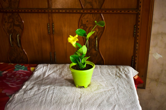 Allamanda Creeper (Yellow) Plant
