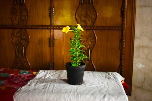 Allamanda Dwarf (Yellow) Plant
