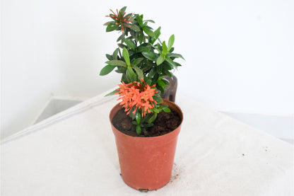Ixora Mini Dwarf (Orange) Plant