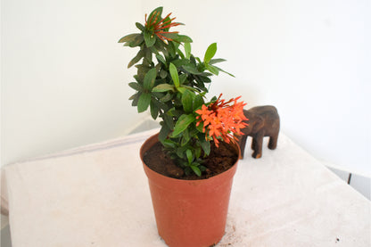 Ixora Mini Dwarf (Orange) Plant