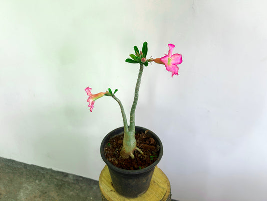 Adenium Pink Plant
