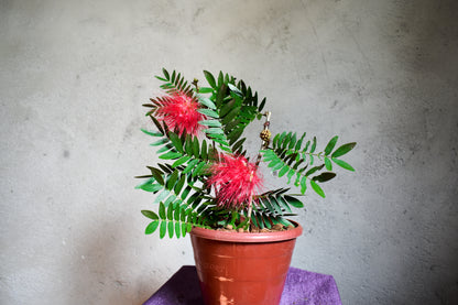 Calliandra Plant