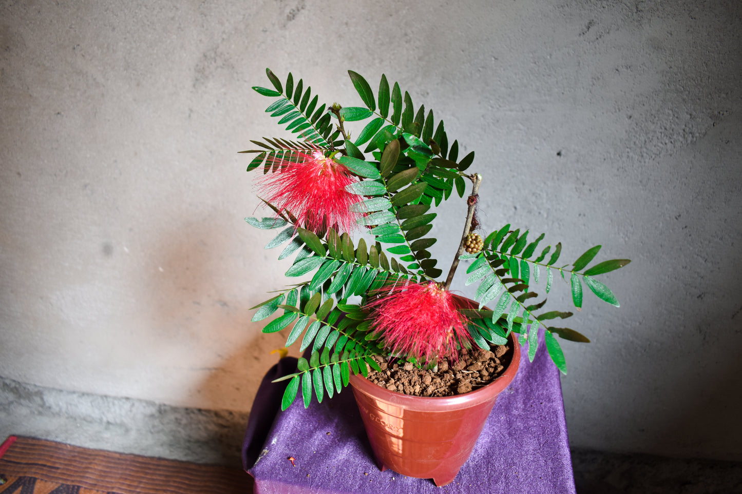 Calliandra Plant